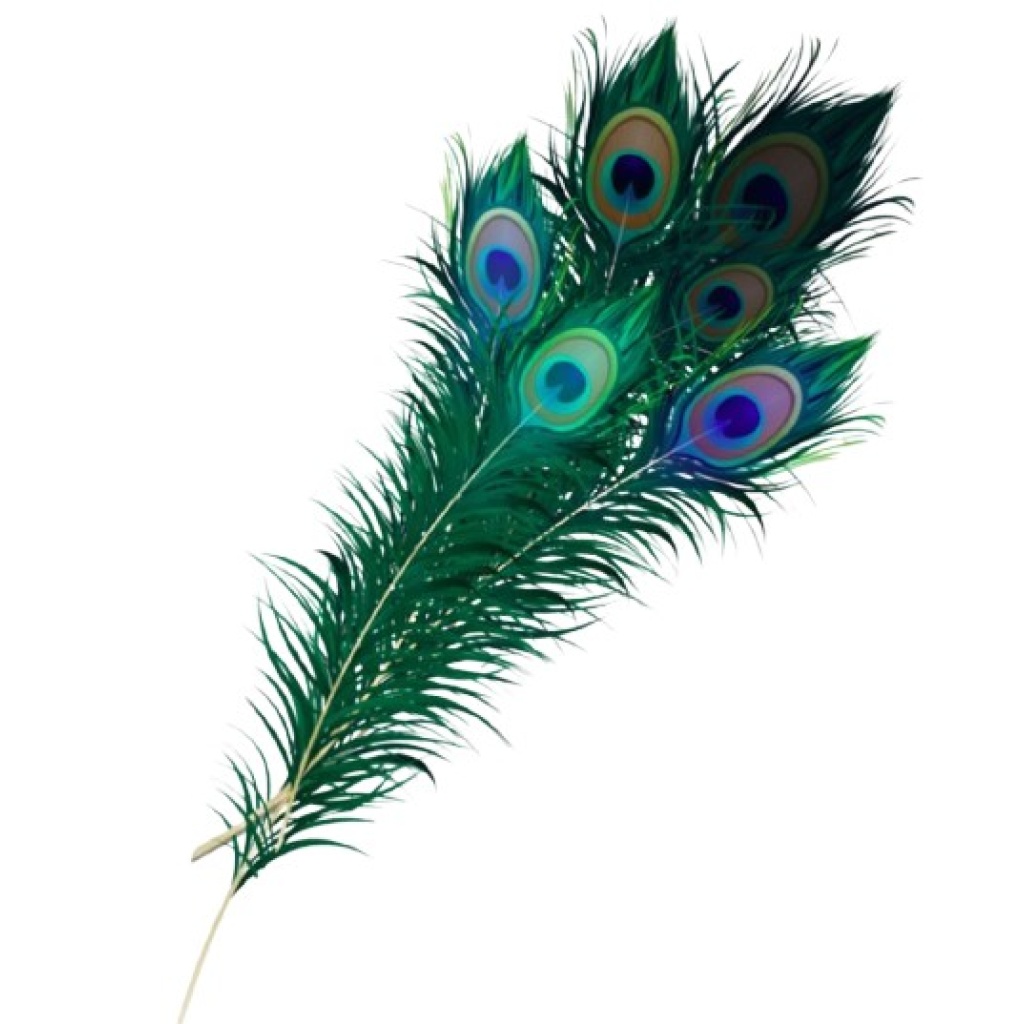 Paabulinnu sulg 40 cm rent