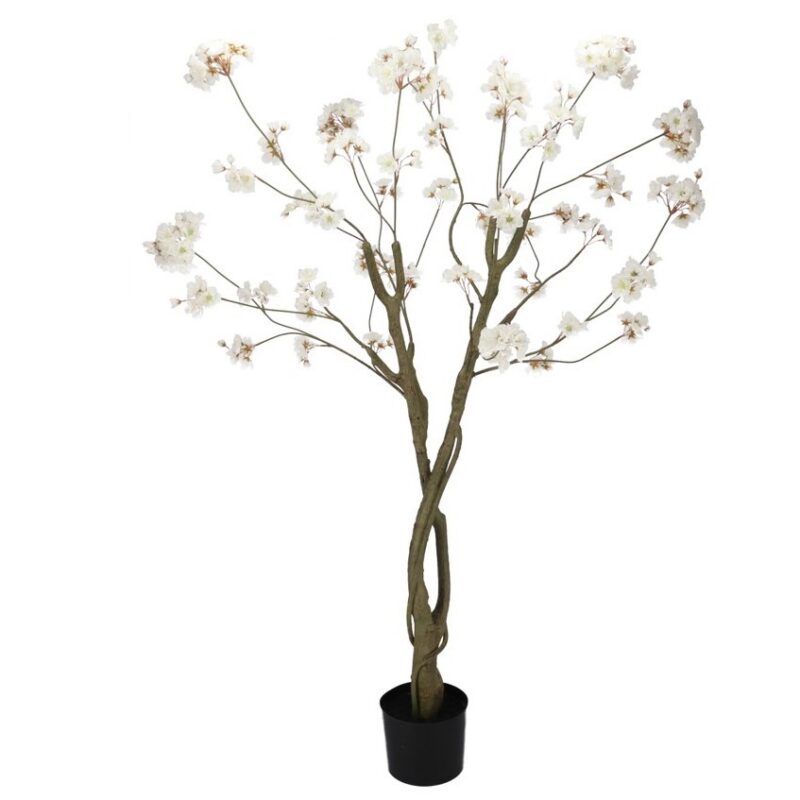 Kirsipuu valge potis H180cm rent