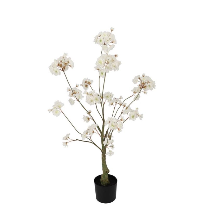 Kirsipuu valge potis H90cm rent