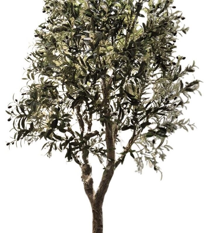 Oliivipuu potis H240cm rent